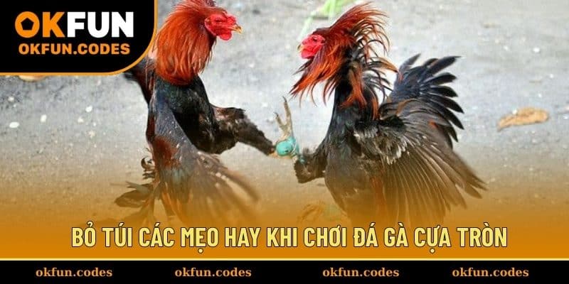 Bỏ túi các mẹo hay khi chơi đá gà cựa tròn