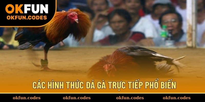 Các hình thức đá gà trực tiếp phổ biến