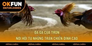 Đá Gà Cựa Tròn