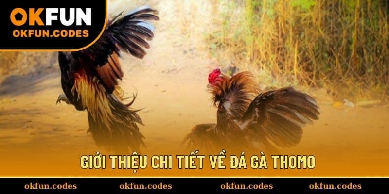 Giới thiệu chi tiết về đá gà Thomo