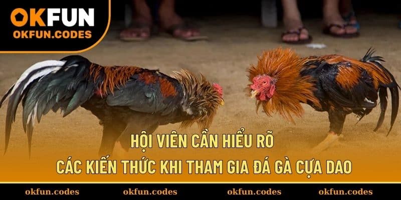 Hội viên cần hiểu rõ các kiến thức khi tham gia đá gà cựa dao