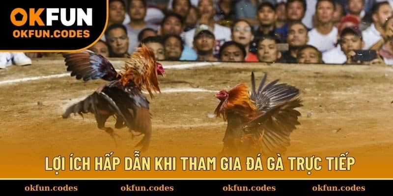 Lợi ích hấp dẫn khi tham gia đá gà trực tiếp