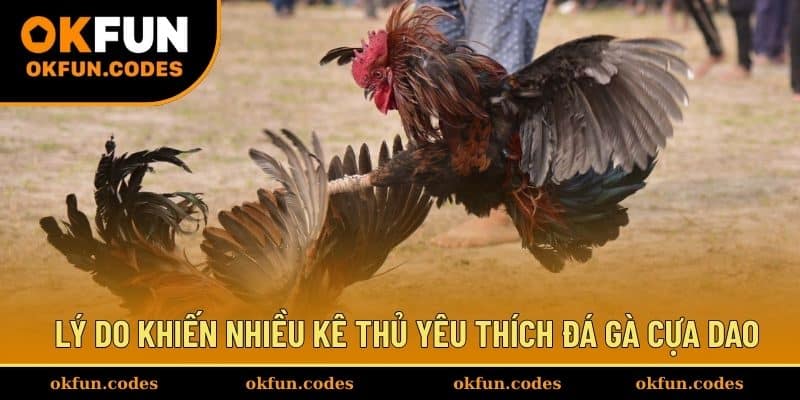 Lý do khiến nhiều kê thủ yêu thích đá gà cựa dao