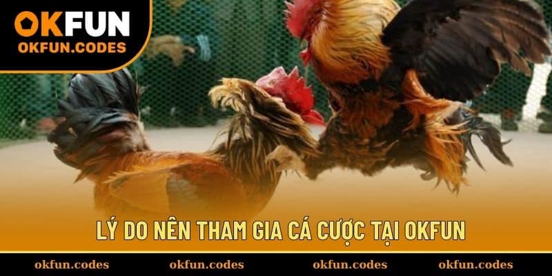 Lý do nên tham gia cá cược tại OKFUN