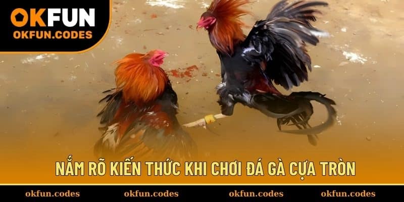 Nắm rõ kiến thức khi chơi đá gà cựa tròn