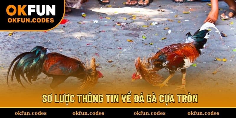 Sơ lược thông tin về đá gà cựa tròn