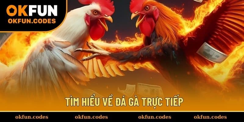 Tìm hiểu về đá gà trực tiếp