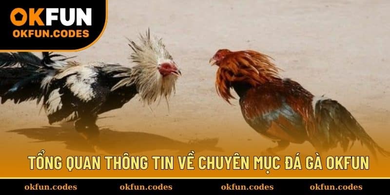 Tổng quan thông tin về chuyên mục đá gà OKFUN